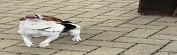 Jack Russell dogs for sale: Jack Russell puppy  - Advert 3
