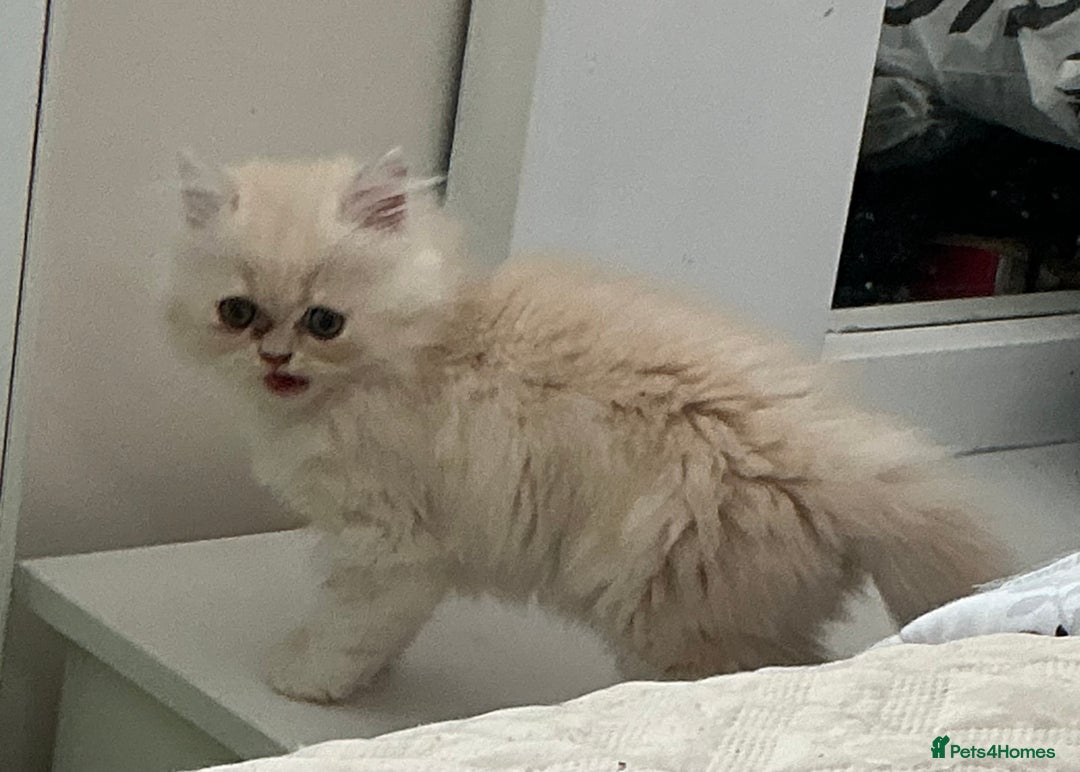 Persian cats for sale: Adorable Female Chinchilla Persian - ready now - Image 24