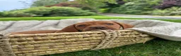 Hungarian Vizsla dogs for sale: 🐶Adorable KC Hungarian Vizsla Puppies 💗🩵 - Advert 9