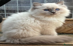 Ragdoll cats for sale: Female ragdoll kittens - Image 2