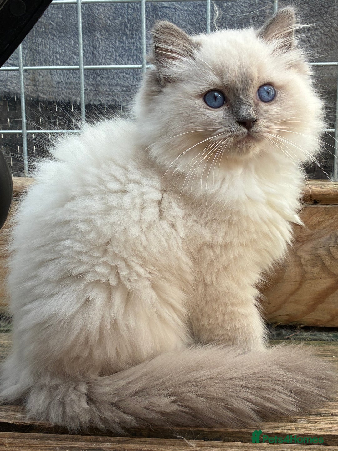 Ragdoll cats for sale: Female ragdoll kittens - Image 2
