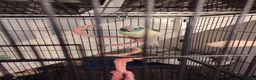 Parakeets birds for sale: Blue and teal parakeet kakariki in Leven - Advert 4