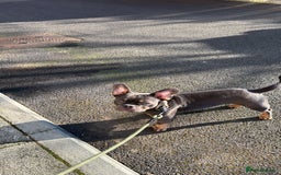 Mixed Breed dogs for sale: French bulldog x chihuahua 11 months old - Image 2