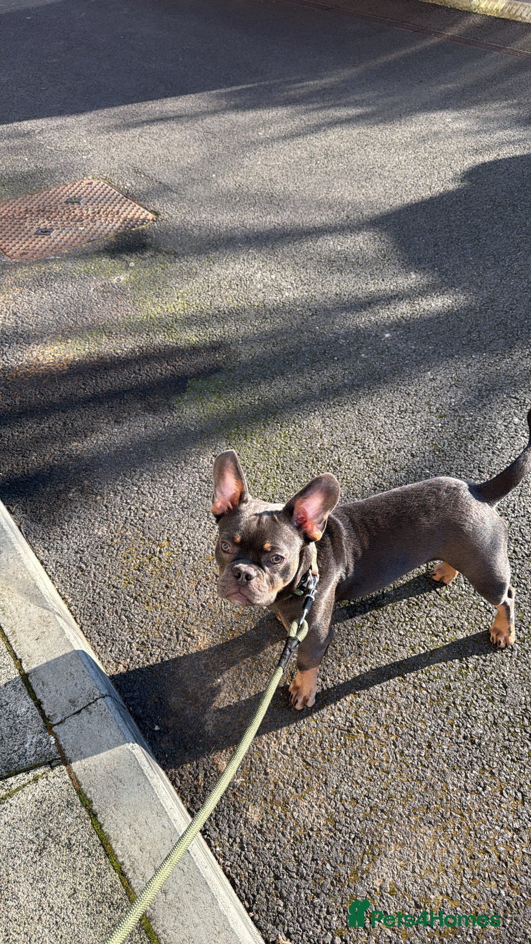 Mixed Breed dogs for sale: French bulldog x chihuahua 11 months old - Image 2
