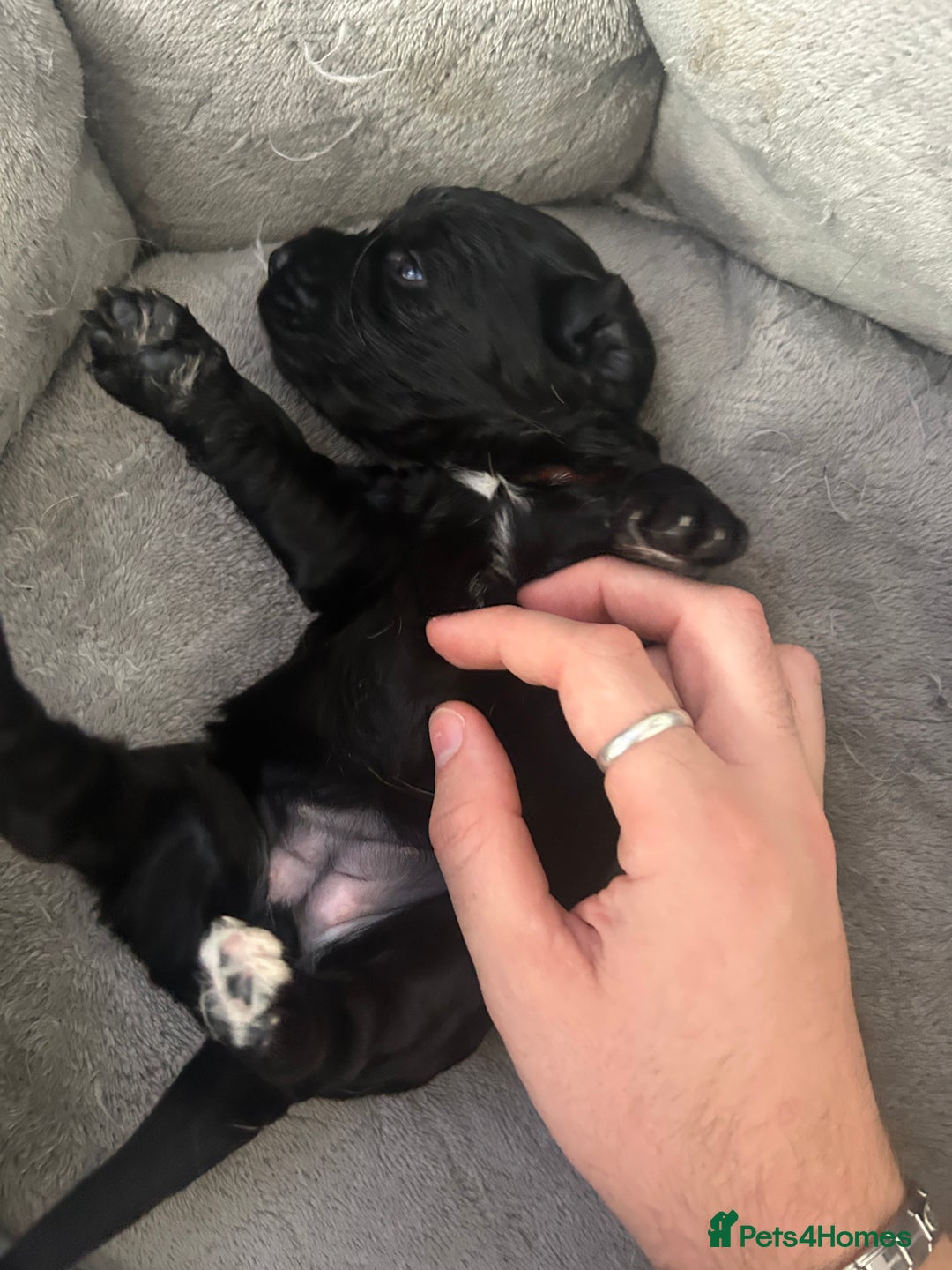 Cocker Spaniel dogs for sale: 🐾 Beautiful Cocker Spaniel Puppies 🐶 - Image 9