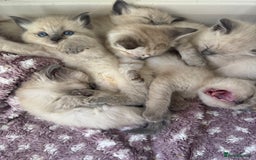 Ragdoll cats for sale: Ragdoll kittens  in Hounslow - Image 7