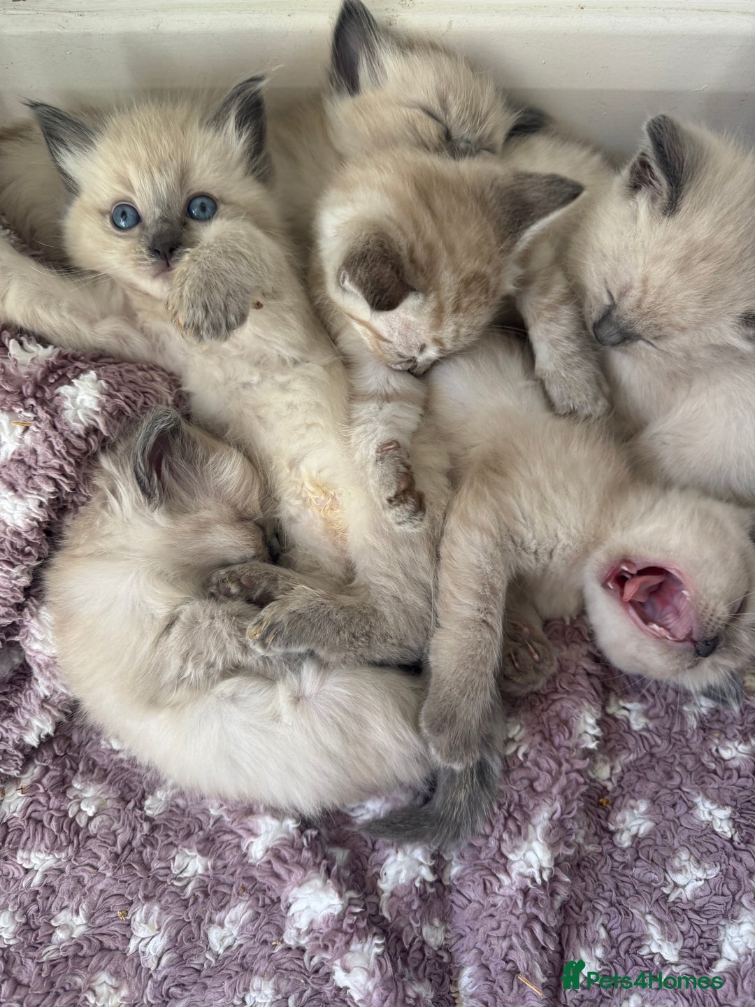 Ragdoll cats for sale: Ragdoll kittens  in Hounslow - Image 7