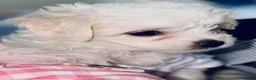 Bichon Frise dogs for sale: 4 Bichon Frisé puppies looking for their new home - Advert 4