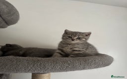 British Shorthair cats for sale: British Shorthair-Blue cream/silver tabby kittens  - Image 8