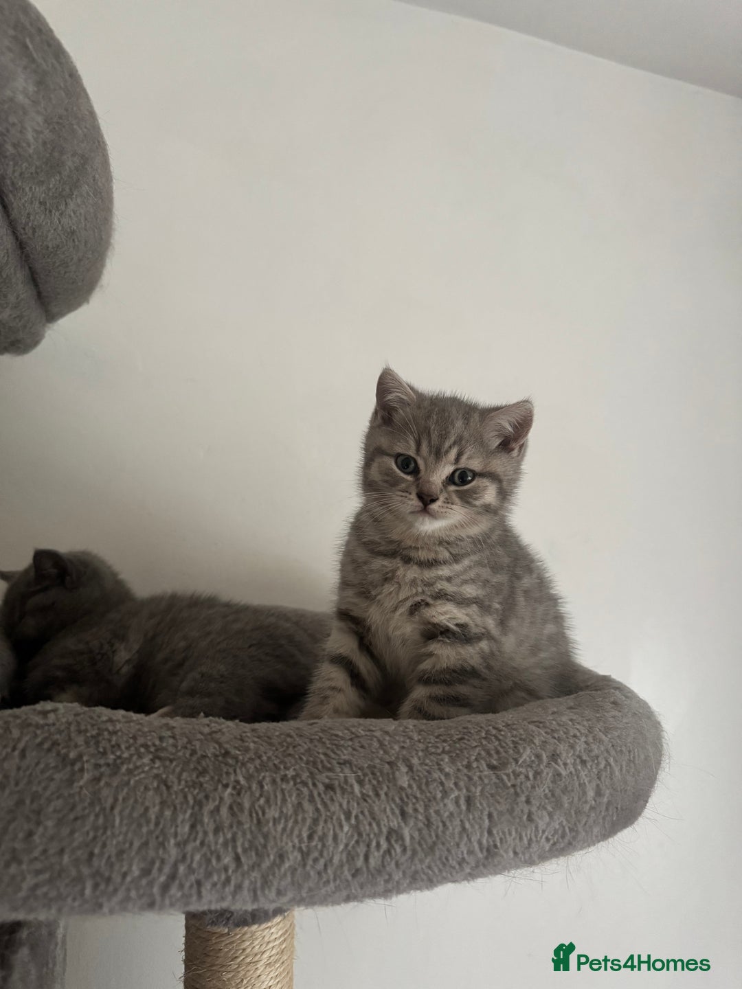 British Shorthair cats for sale: British Shorthair-Blue cream/silver tabby kittens  - Image 8