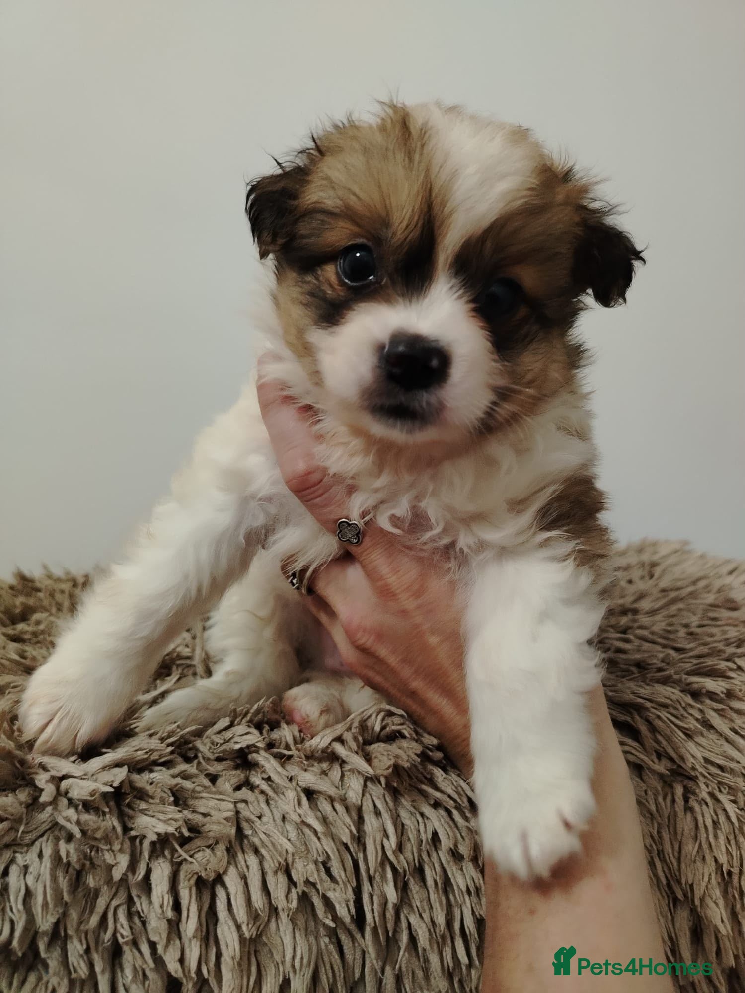 Pomeranian dogs **1 BOY PUPPY LEFT IN VIDEO** POMERANIAN  - Advert 6