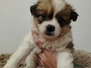 Pomeranian dogs **1 BOY PUPPY LEFT IN VIDEO** POMERANIAN - Advert 3