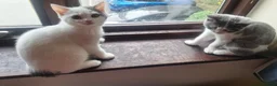 British Shorthair cats for sale: GCCF BSH Kittens Direct Grand Champion Lines  - Advert 6