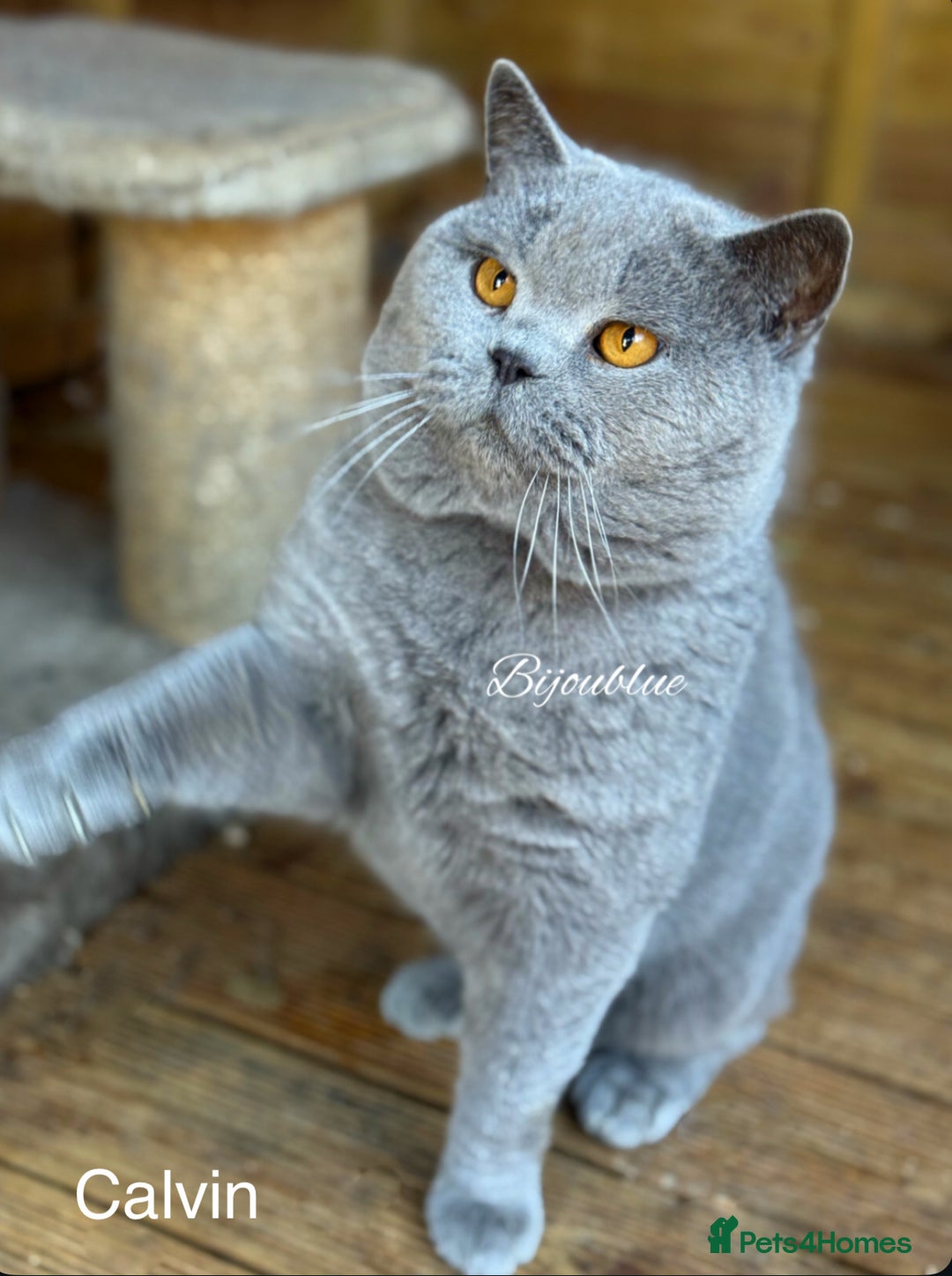 British Shorthair cats for stud: ⭐️ Two Imported Powerhouse Studs ⭐️ in London - Advert 4