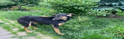 Mixed Breed dogs for adoption: ❤️🐶 GINA – GENTLE PEOPLE, PLAYFUL DOGS in Burton-on-Trent - Advert 3