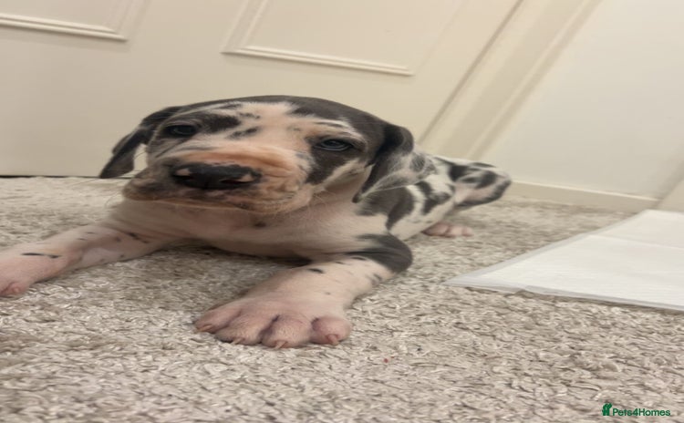 Great Dane dogs Purebred Great Dane Puppies – European Bloodline  - Advert 2