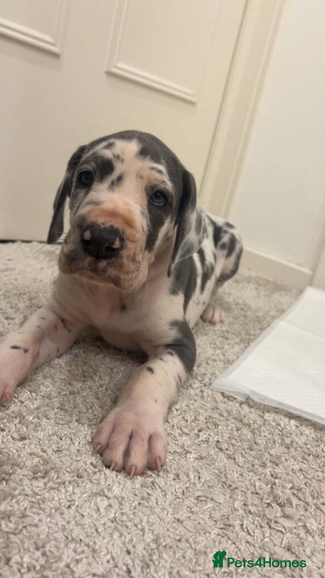 Great Dane dogs for sale: Purebred Great Dane Puppies – European Bloodline  - Advert 3