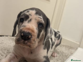 Great Dane dogs Purebred Great Dane Puppies – European Bloodline - Advert 3