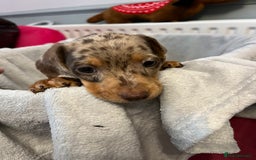 Miniature Dachshund dogs for sale: Stunning miniature dachshund puppies  - Image 13