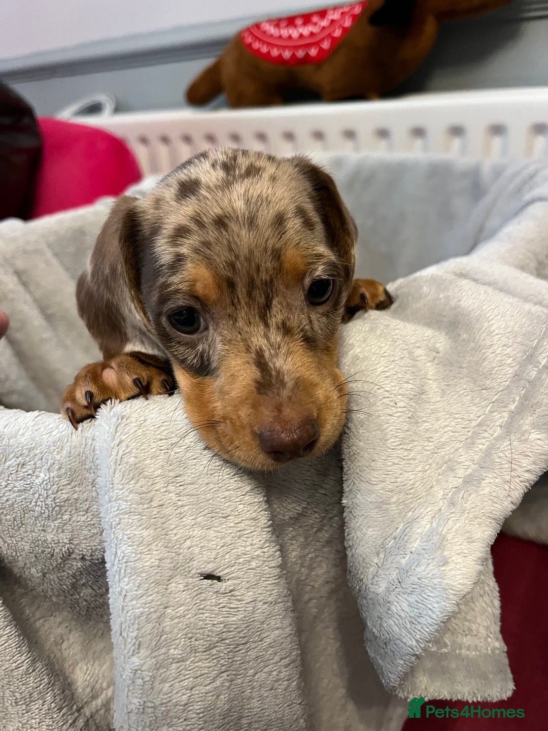 Miniature Dachshund dogs for sale: Stunning miniature dachshund puppies  - Image 13