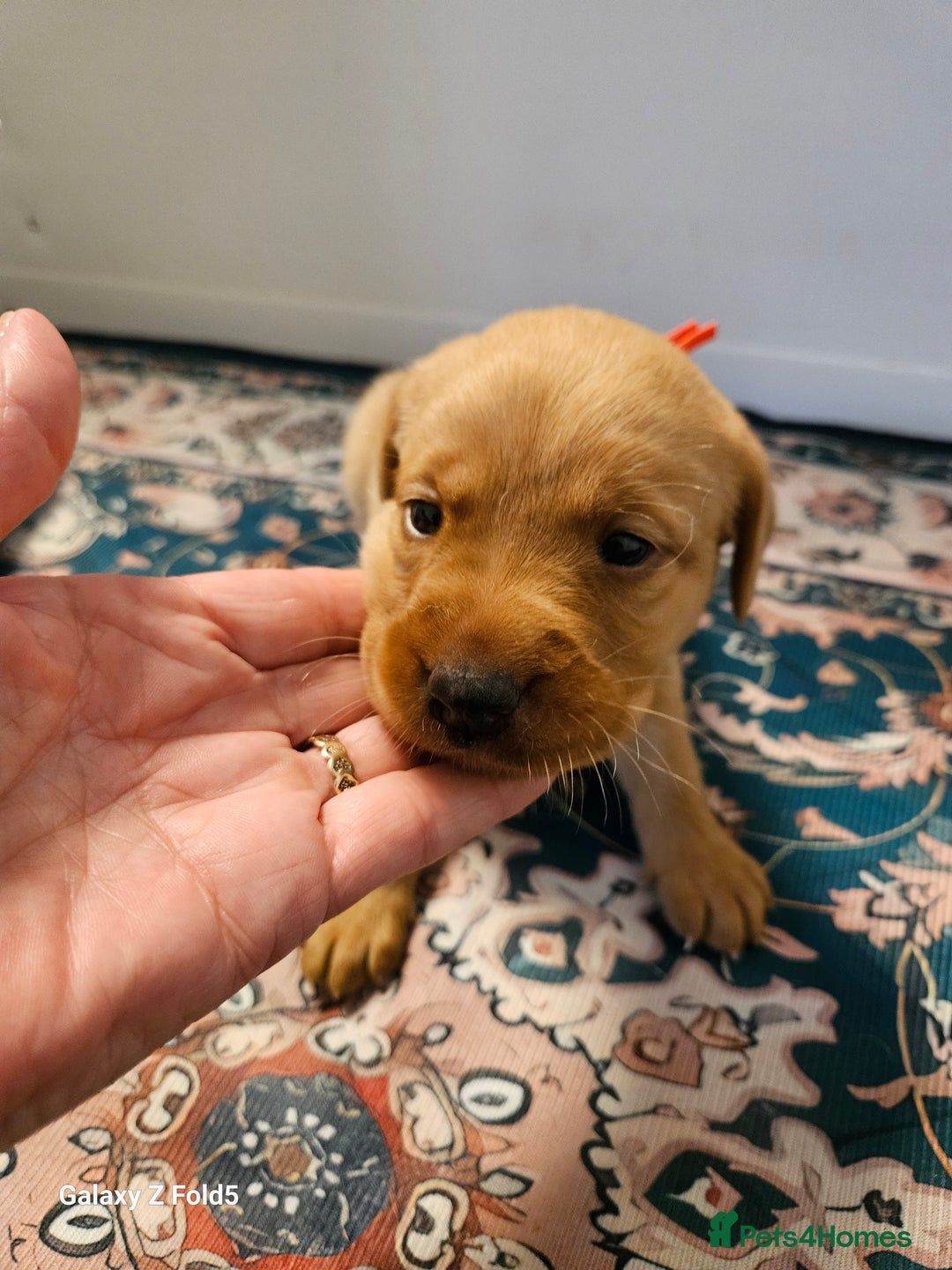 Labrador Retriever dogs for sale: KC REG Stunning Litter Fully Health Tested Parents - Image 19