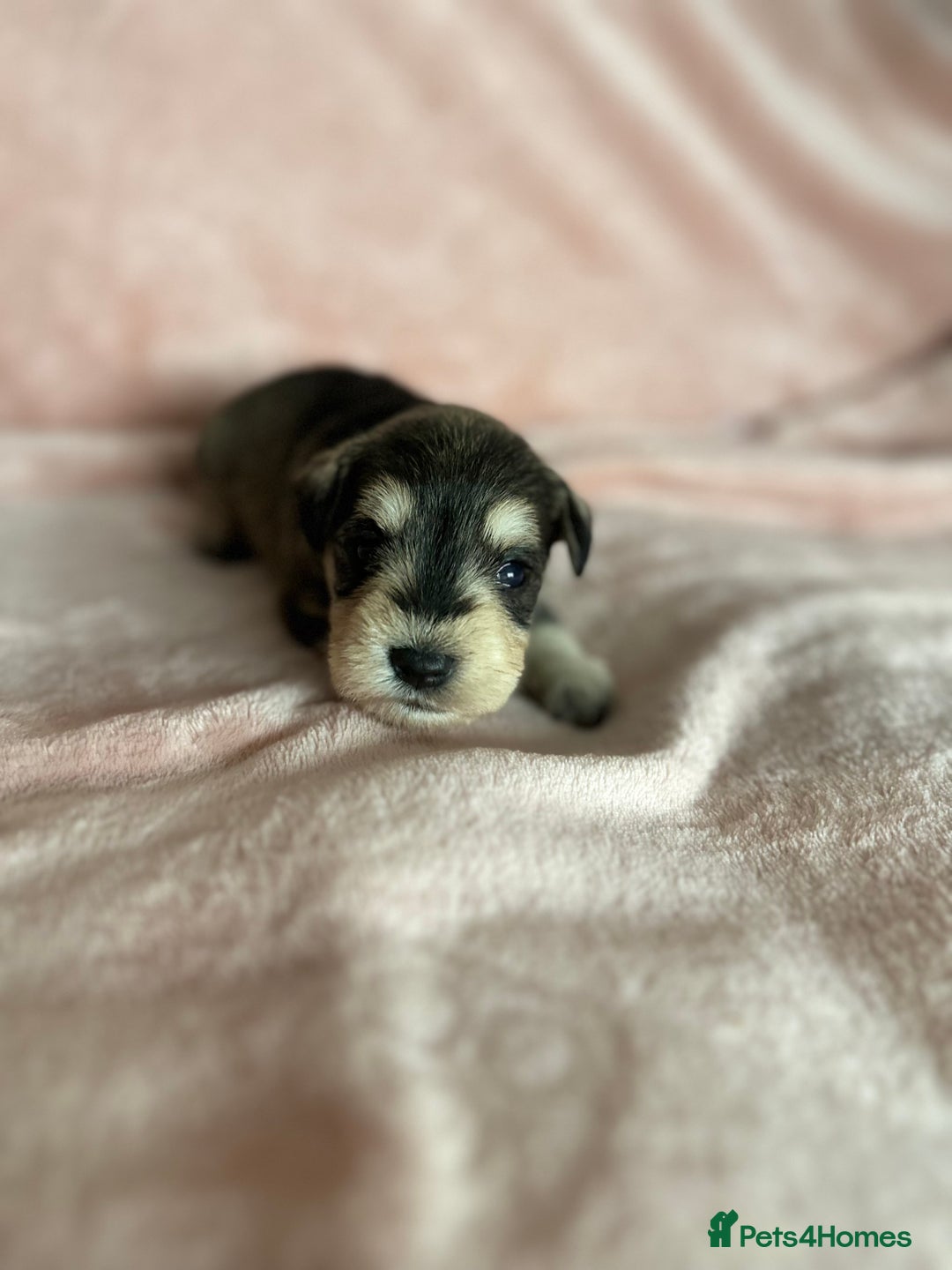 Miniature Schnauzer dogs for sale: OUTSTANDING CHAMPION LINES PUPPIES  - Advert 3