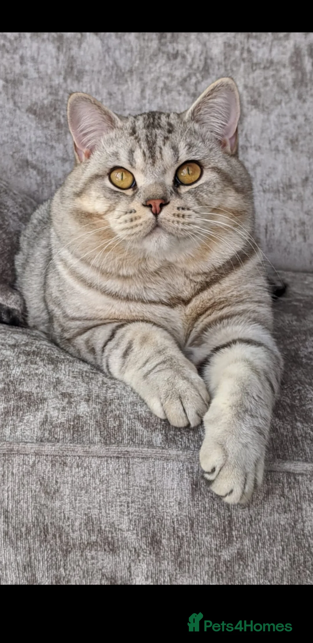 British Shorthair cats for stud: British Shorthair ** Stud ** indoor in Derby - Advert 5