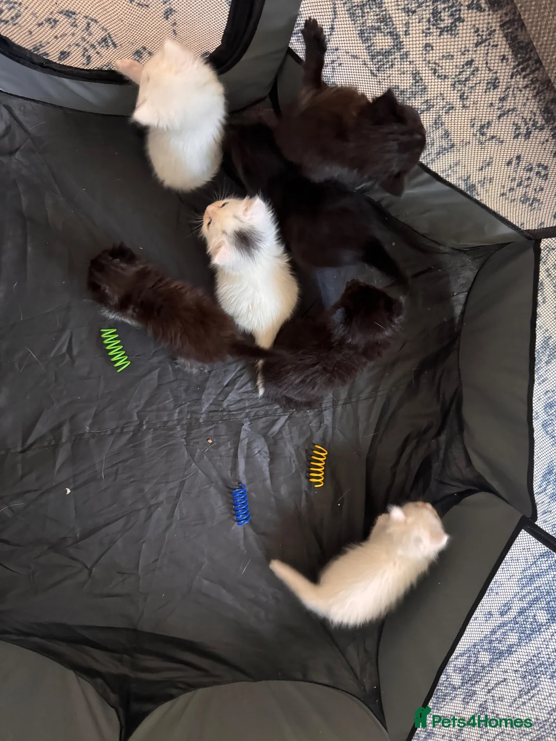British Longhair cats for sale: 2 black boy kittens and 1 black girl  - Advert 16