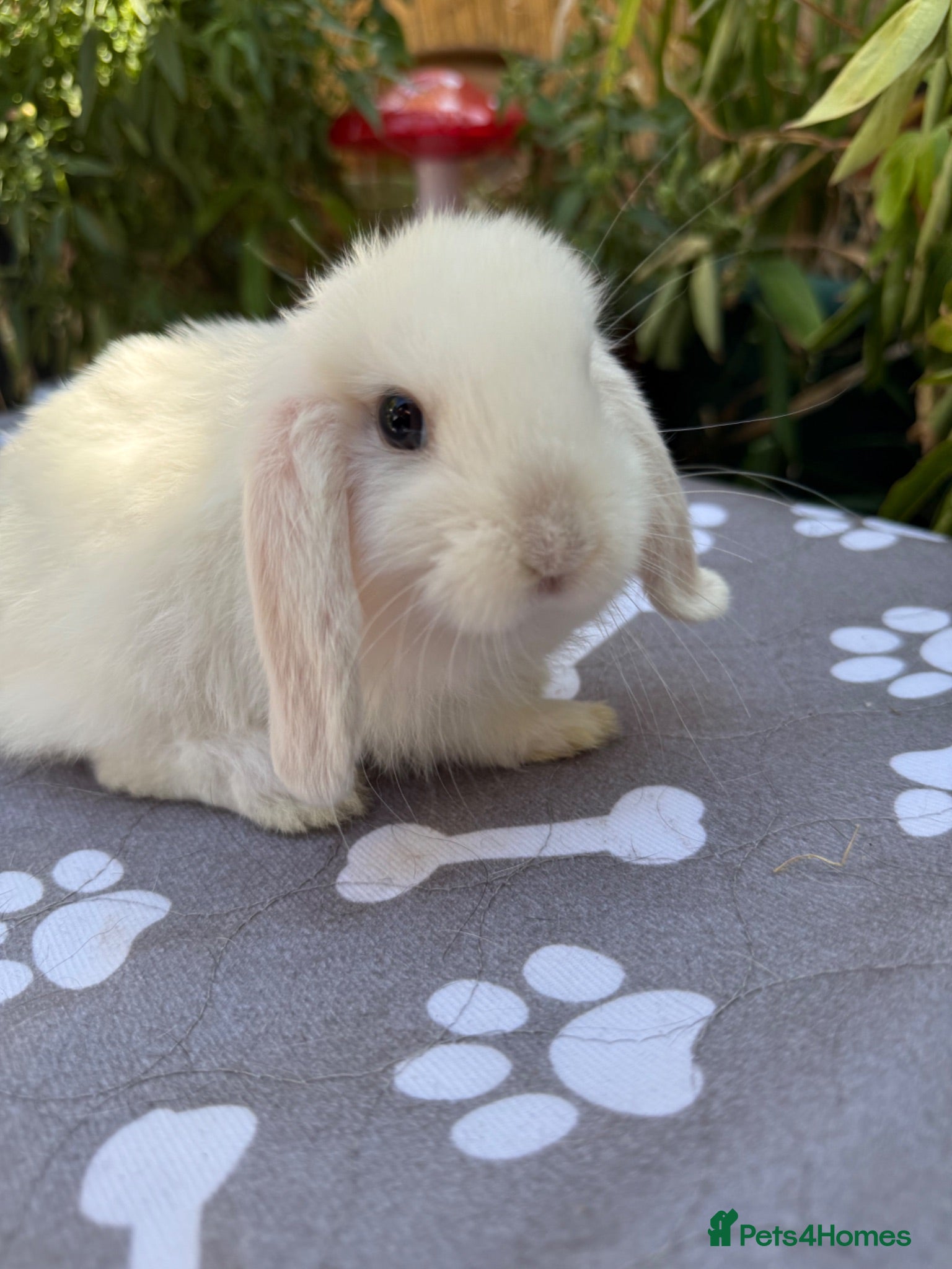 Mini Lop rabbits X8 baby Mini lop boys  - Advert 2