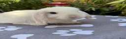 Mini Lop rabbits for sale: X8 baby Mini lop boys  - Advert 2