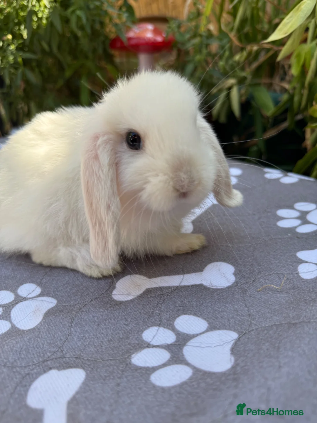 Mini Lop rabbits for sale: X8 baby Mini lop boys  - Advert 2