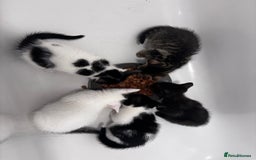 Mixed Breed cats for sale: 5 beautiful kittens looking for their forever home - Image 12