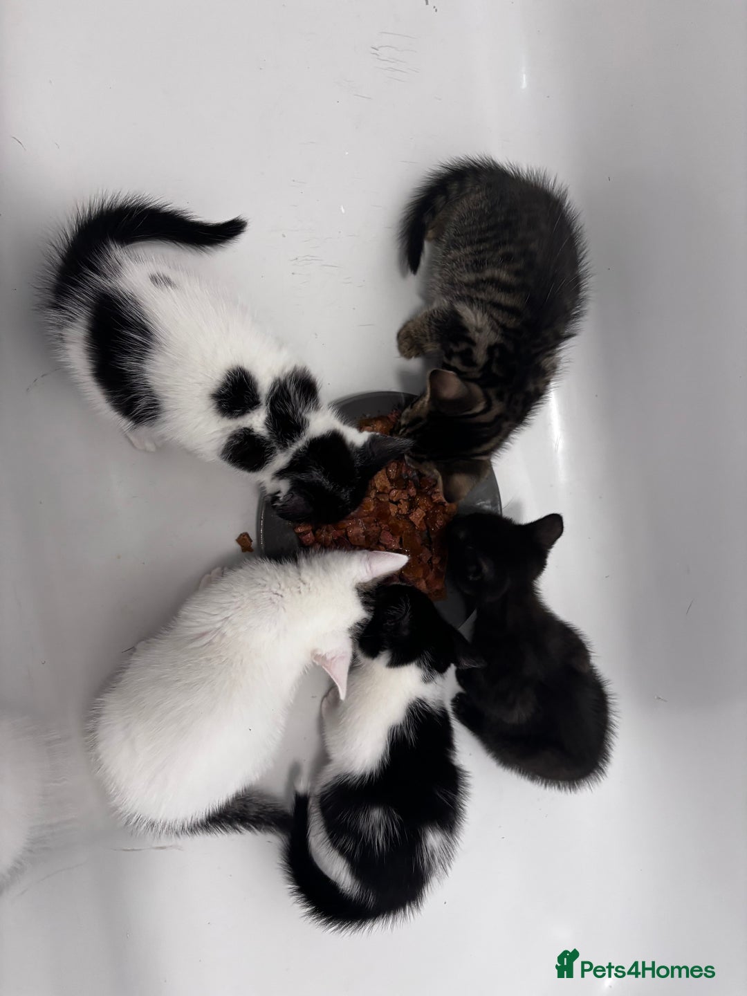 Mixed Breed cats for sale: 5 beautiful kittens looking for their forever home - Image 12