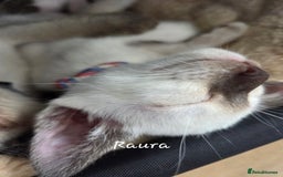 Oriental cats for sale: 8 supersoft GCCF registered Oriental kittens  - Image 12