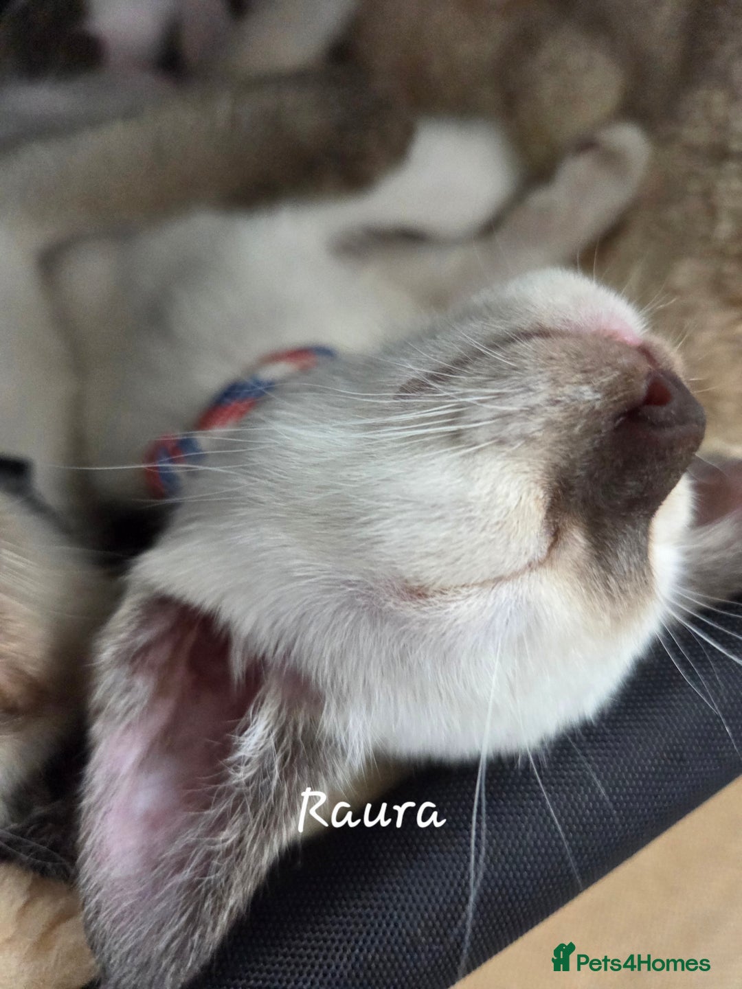 Oriental cats for sale: 8 supersoft GCCF registered Oriental kittens  - Image 12
