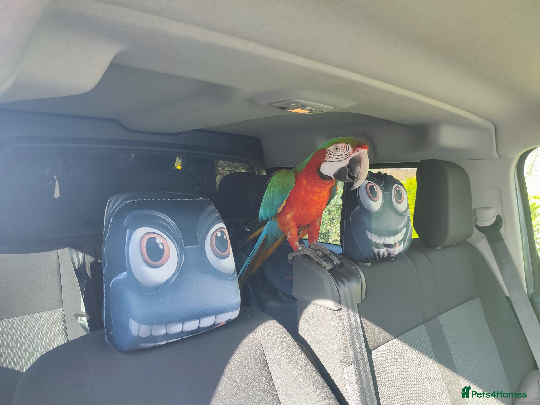 Macaws birds Harlequin macaw. Free flight trained - Advert 13