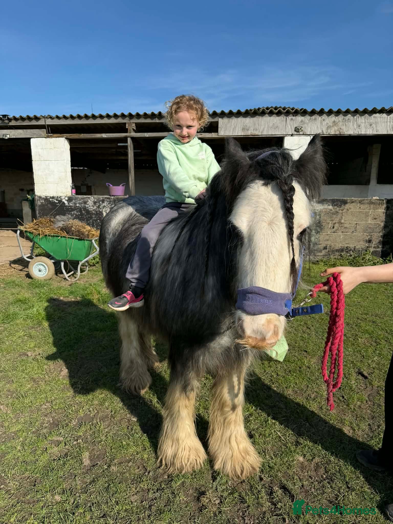 Irish Cob horses for sale: Norman  - Advert 3