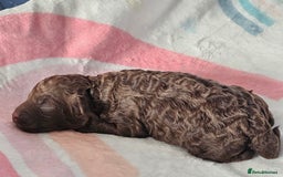 Miniature Poodle dogs for sale: Very well bred, health tested parents  - Image 5