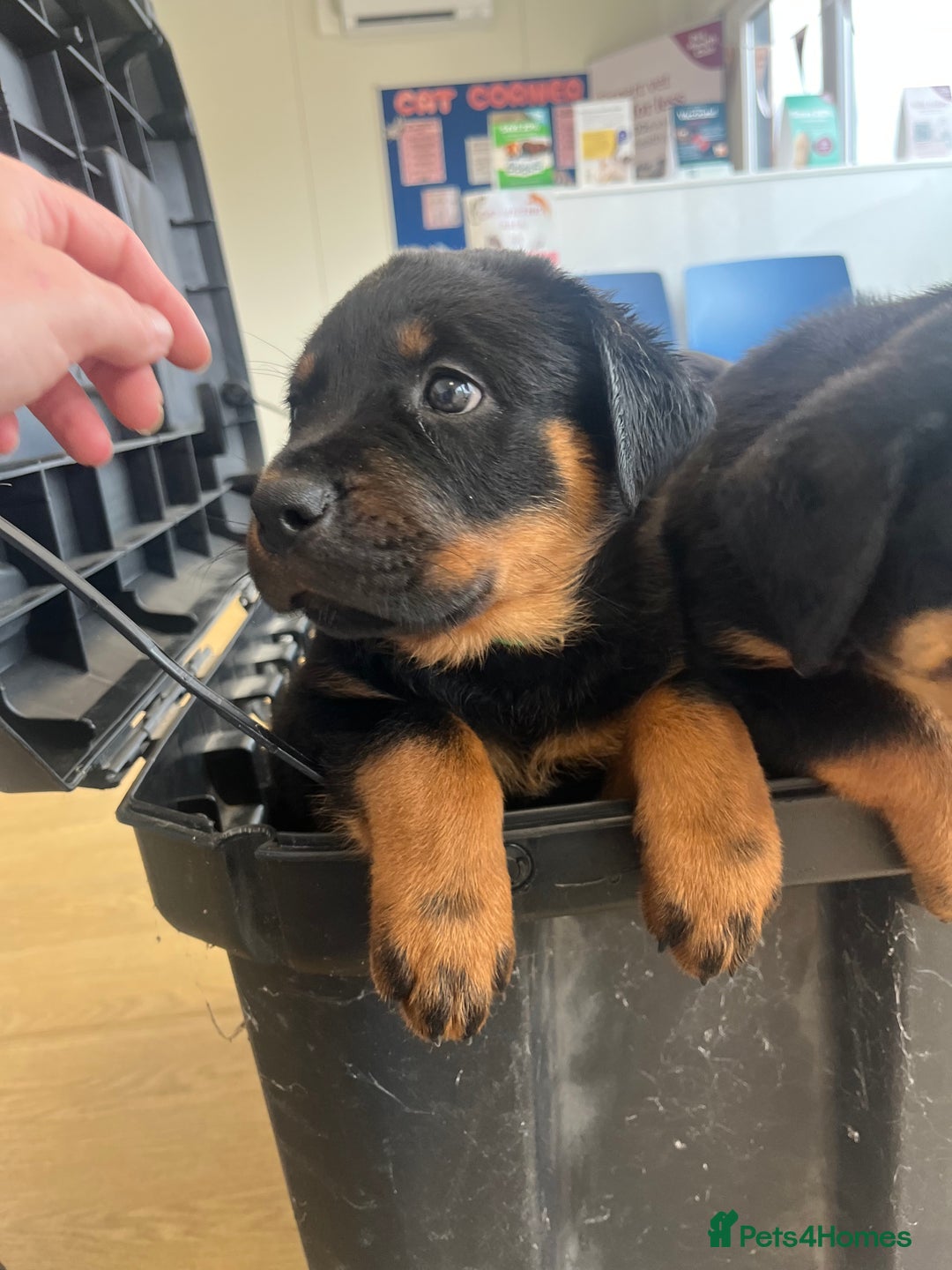 Rottweiler dogs for sale: X1 female rottweiler puppy left! 8 weeks old today in Evesham - Image 4