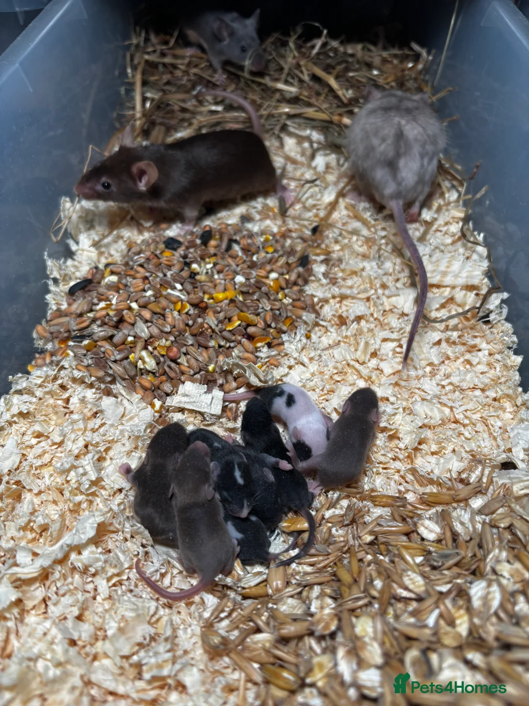 Rat rodents for sale: Rats and mice mixed colours and sexes for sale - Advert 15