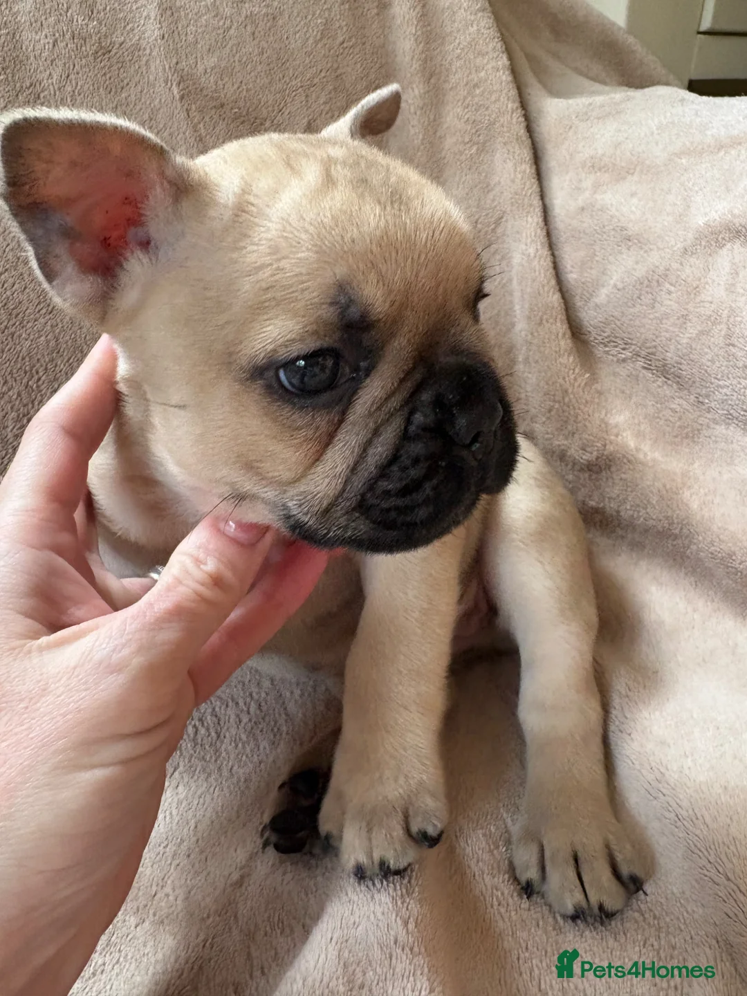 French Bulldog dogs for sale: French bulldog puppies - Advert 2