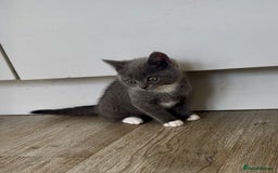 British Shorthair cats for sale: British shorthair cross - Image 2
