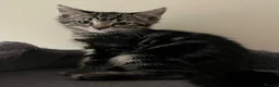 Mixed Breed cats for sale: Mixed Breed kittens in Attleborough - Advert 8
