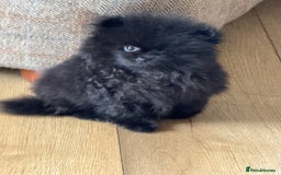 Pomeranian dogs for sale: Kc jet black Pomeranian male Merlin  - Image 1