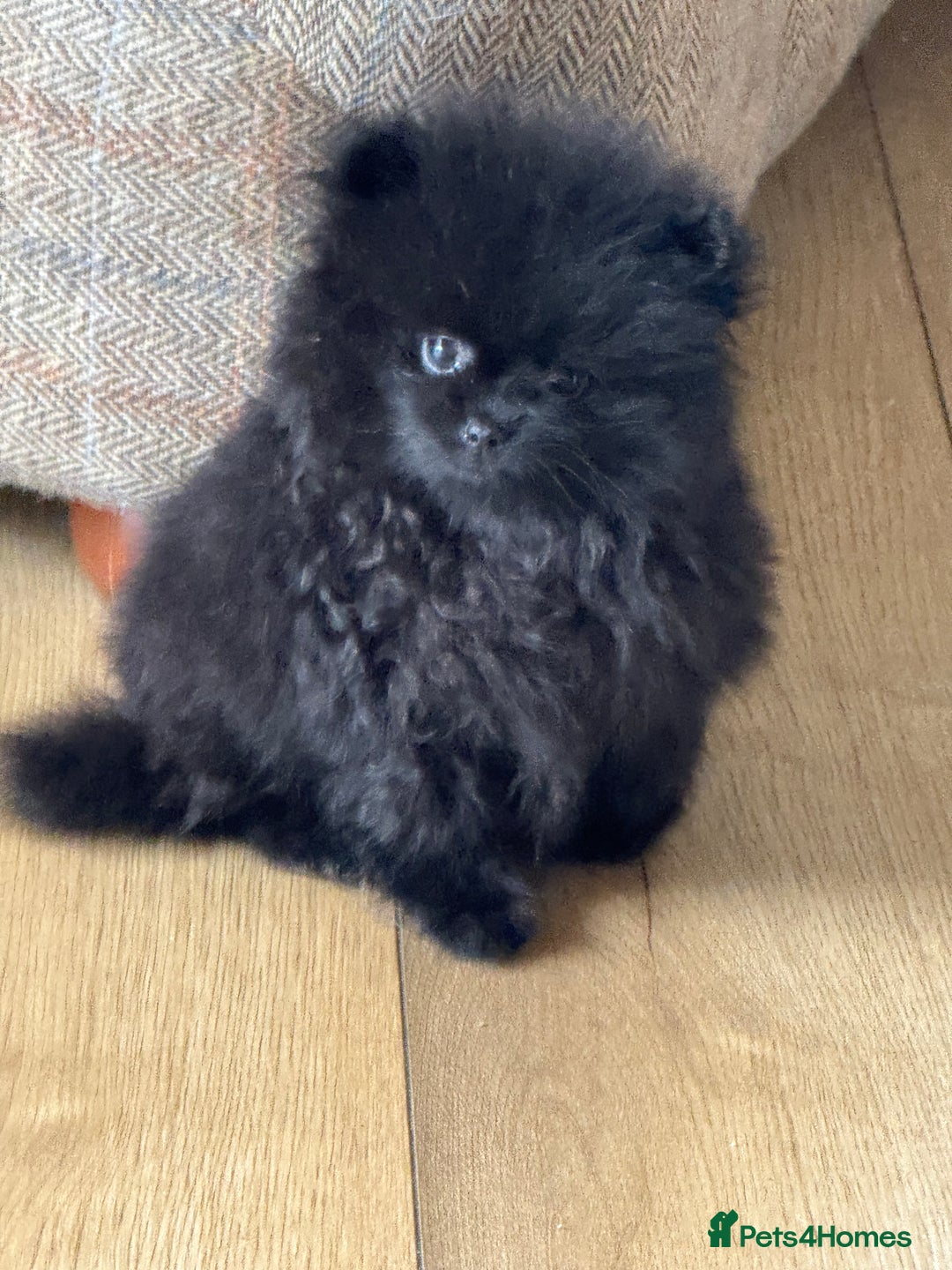 Pomeranian dogs for sale: Kc jet black Pomeranian male Merlin  - Image 1
