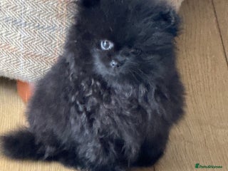 Pomeranian dogs - Advert 17