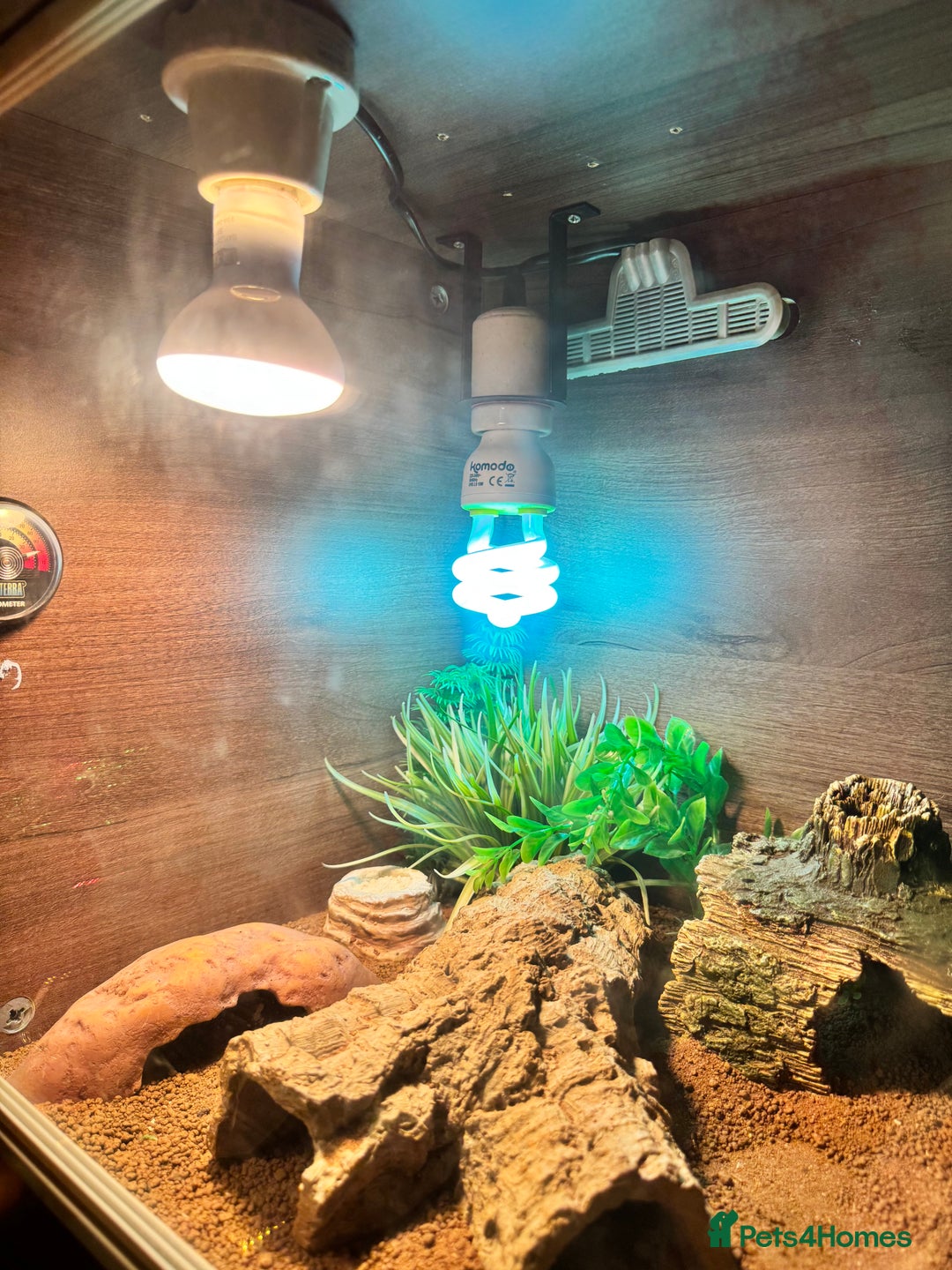 Leopard Gecko reptiles for sale: Leopard gecko with full enclosure  - Advert 5