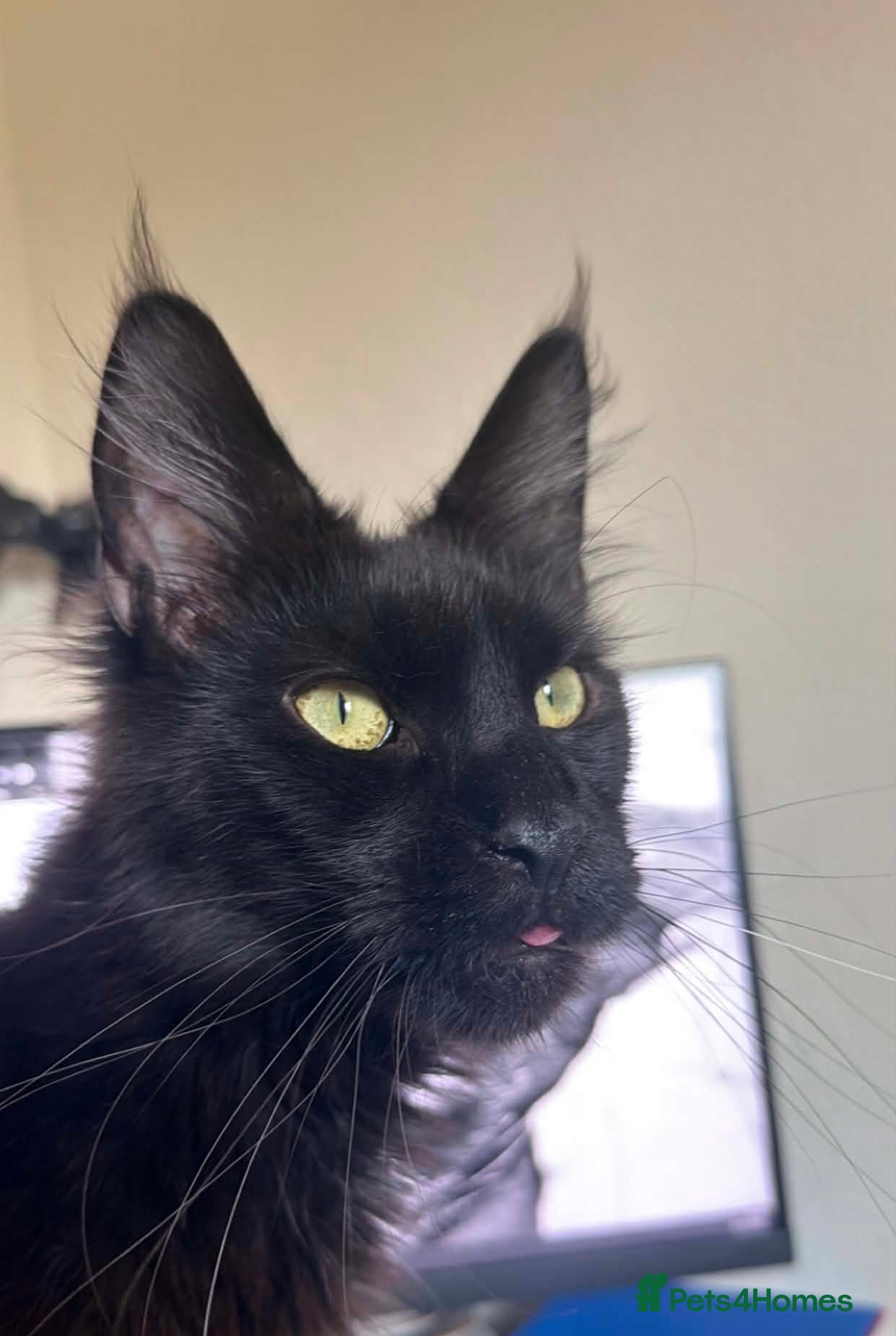 Maine Coon cats Pedigree maine coon for rehome  - Advert 7
