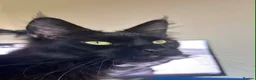 Maine Coon cats for sale: Pedigree maine coon for rehome  in Porth - Advert 1