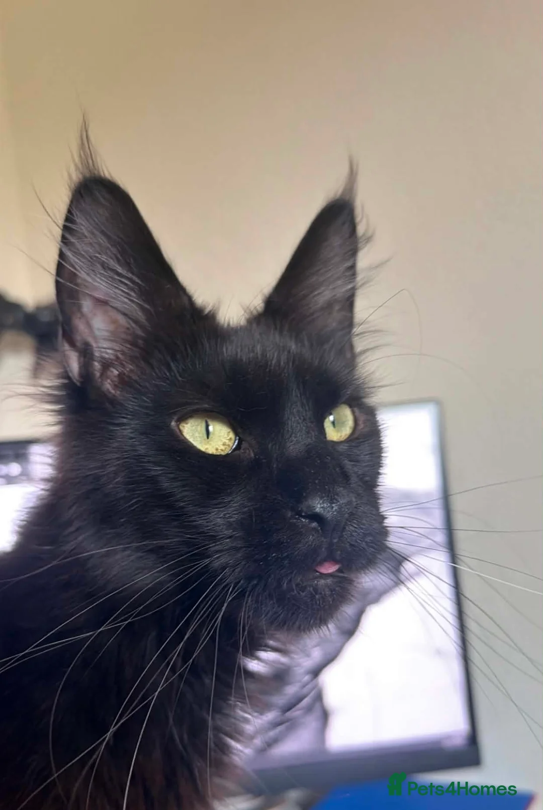 Maine Coon cats for sale: Pedigree maine coon for rehome  in Porth - Advert 1